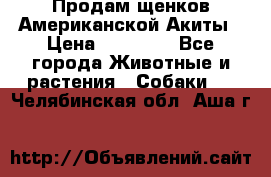 Продам щенков Американской Акиты › Цена ­ 25 000 - Все города Животные и растения » Собаки   . Челябинская обл.,Аша г.